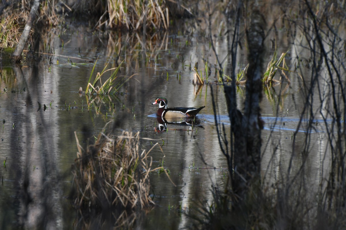 Wood Duck - ML631454154