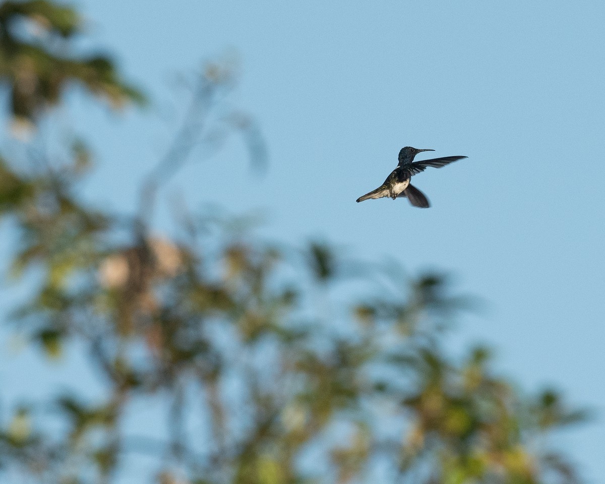 White-necked Jacobin - ML631454218