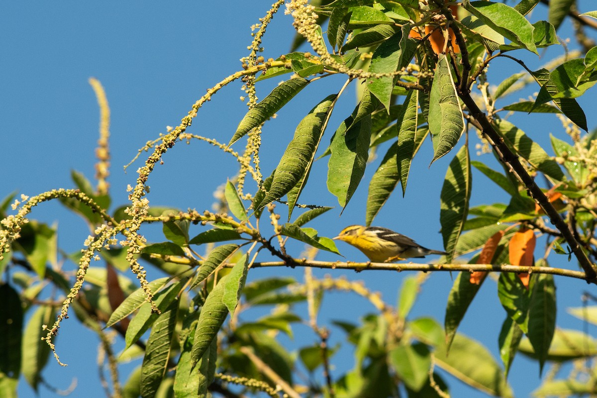 Blackburnian Warbler - ML631454221