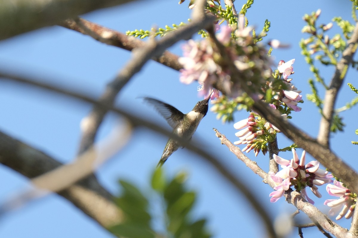 Ruby-throated Hummingbird - ML631454223