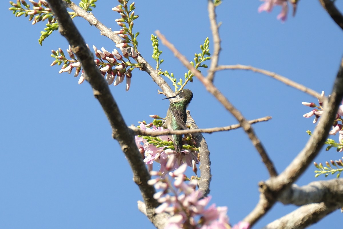 Ruby-throated Hummingbird - ML631454224