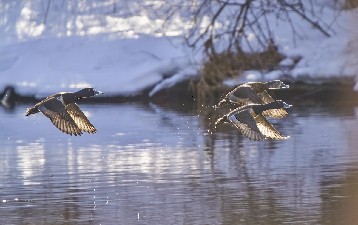 Ring-necked Duck - ML631454254