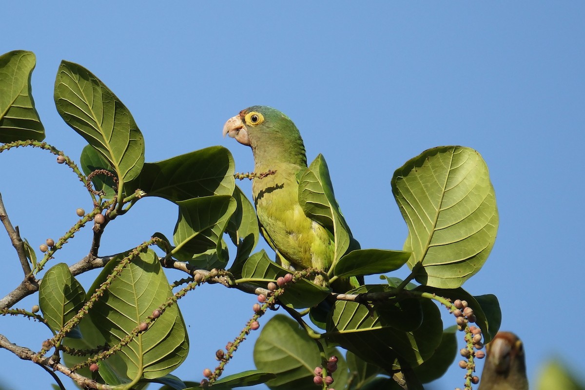 Orange-fronted Parakeet - ML631454255