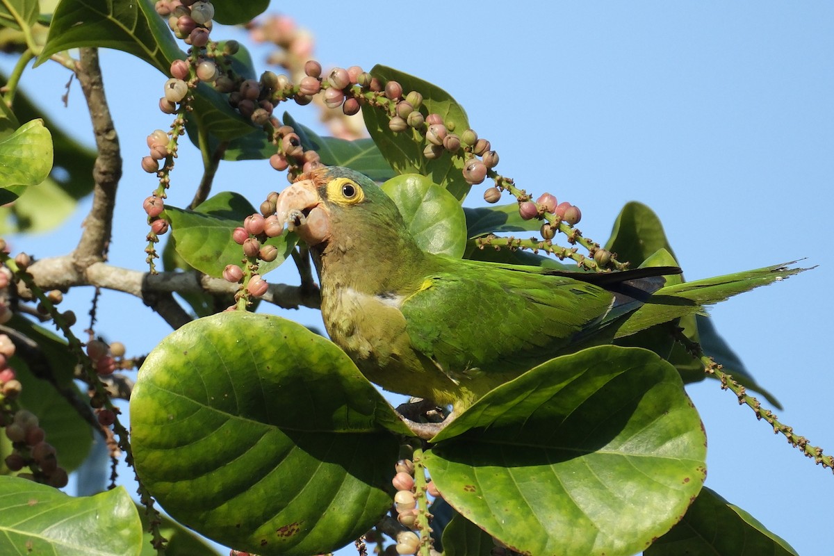 Orange-fronted Parakeet - ML631454256