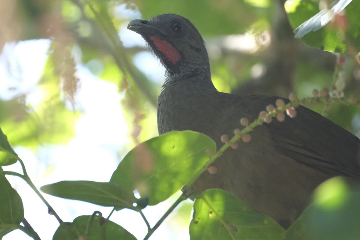 Plain Chachalaca - ML631454306