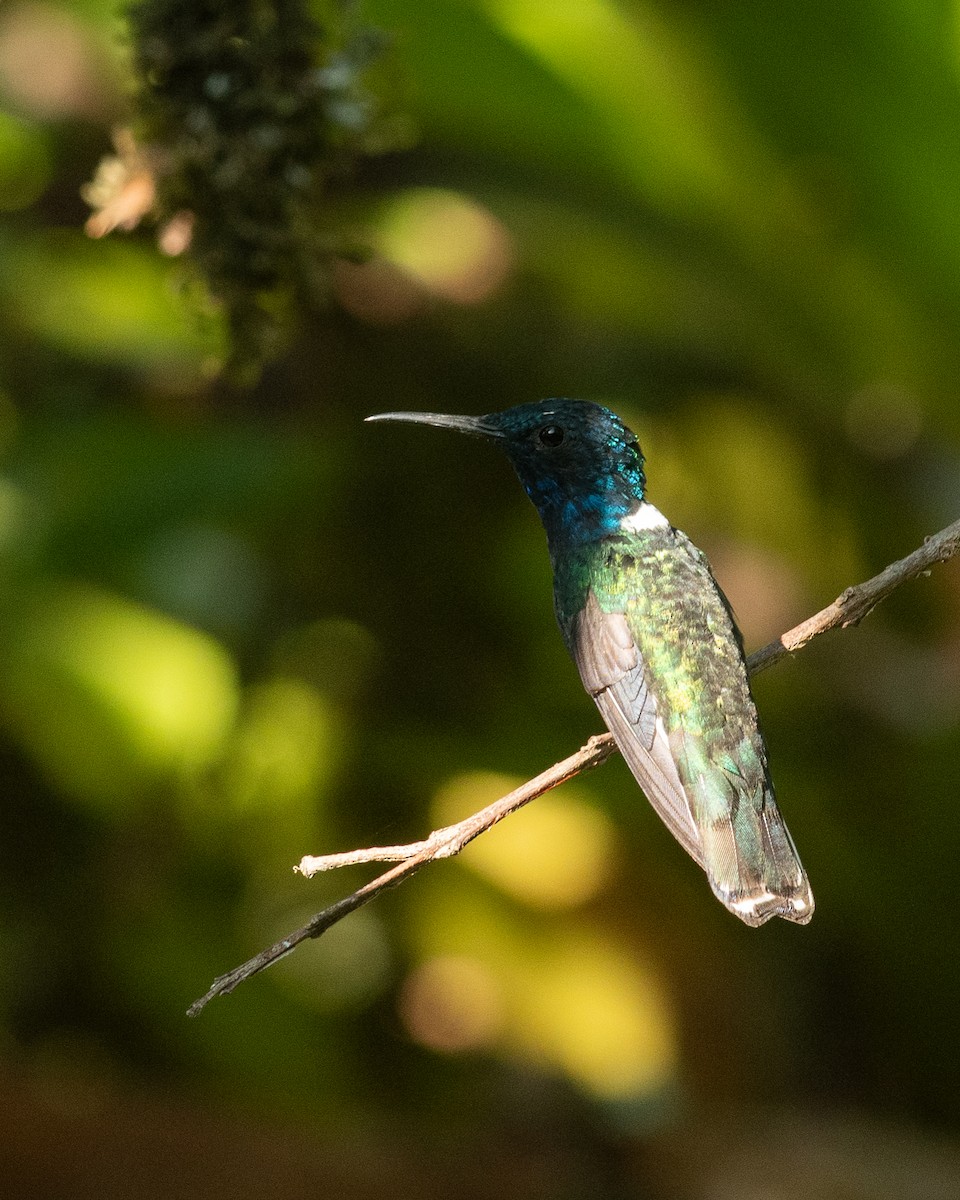 White-necked Jacobin - ML631454320