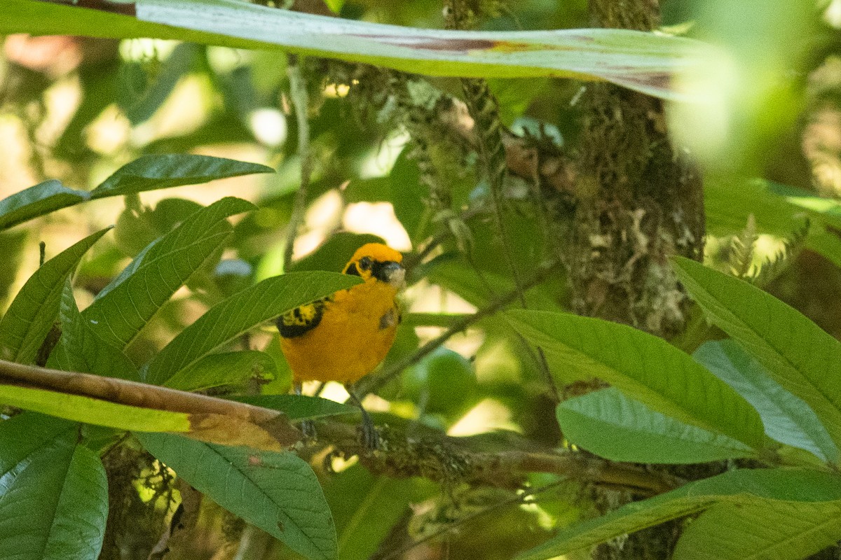 Golden Tanager - ML631454325