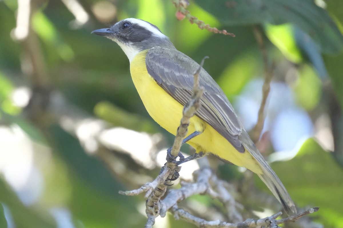 Social Flycatcher - ML631454347