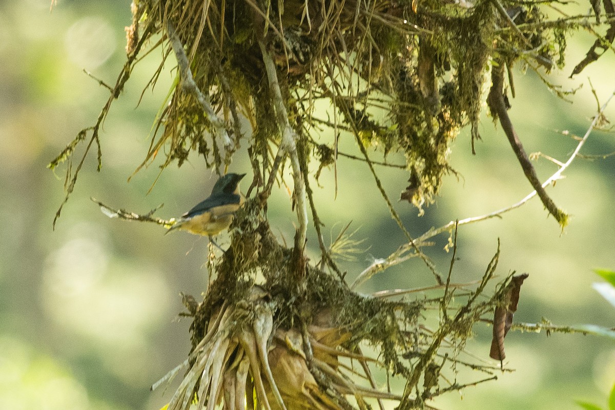 Fawn-breasted Tanager - ML631454374