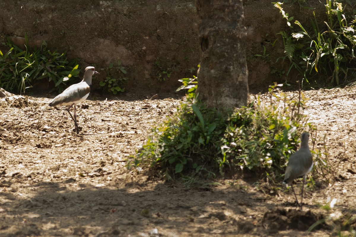 Southern Lapwing - ML631454463