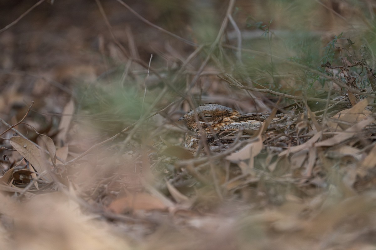 lelek rezavokrký - ML631454473