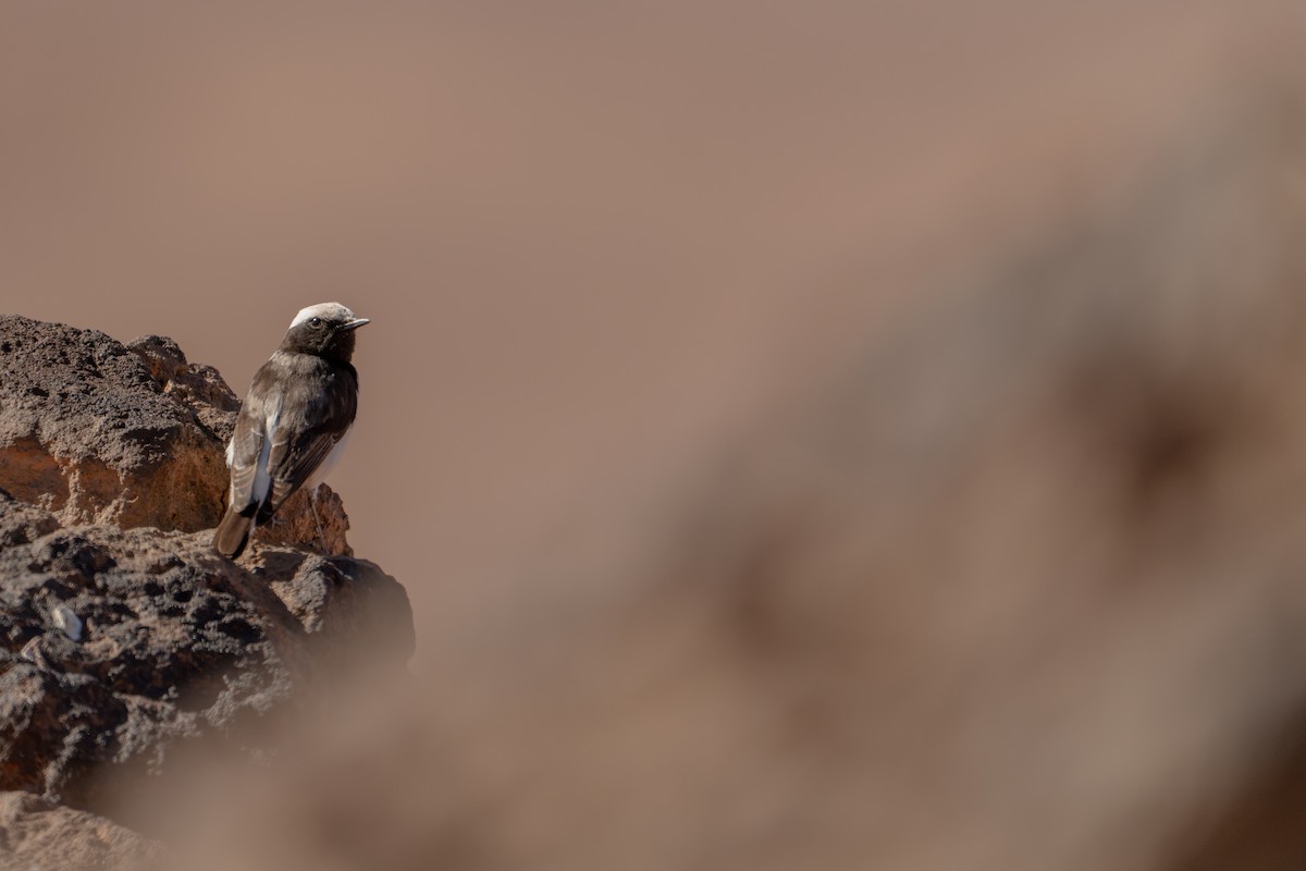 bělořit černohřbetý (ssp. halophila) - ML631454535