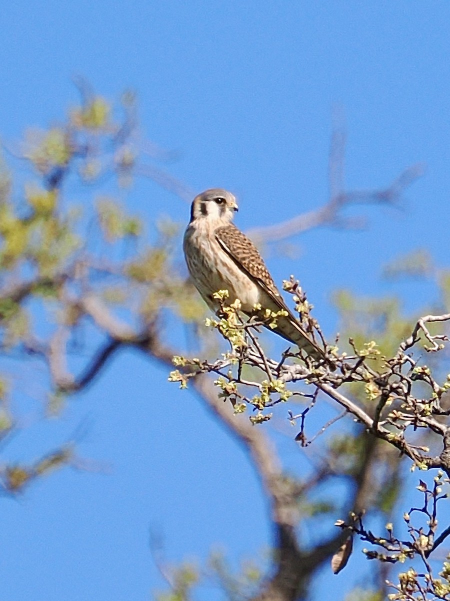 American Kestrel - ML631454649