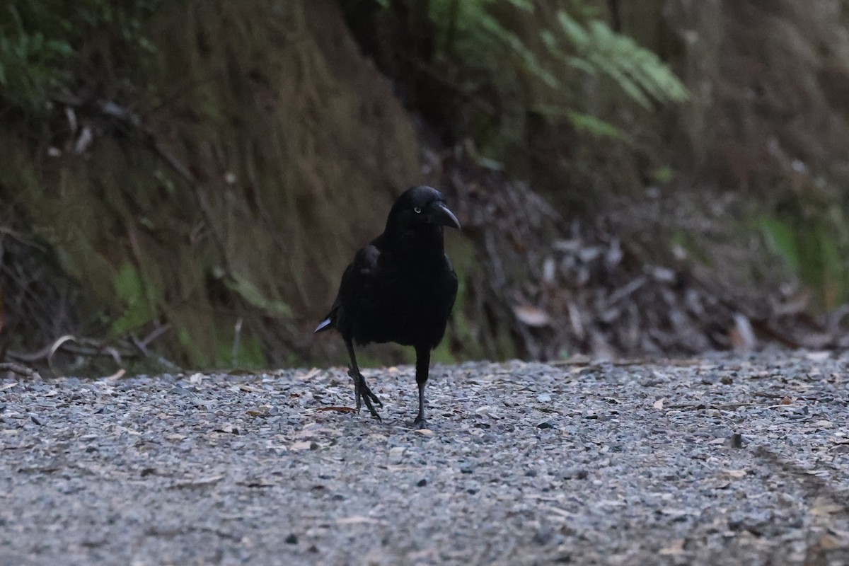 Forest Raven - ML631454809