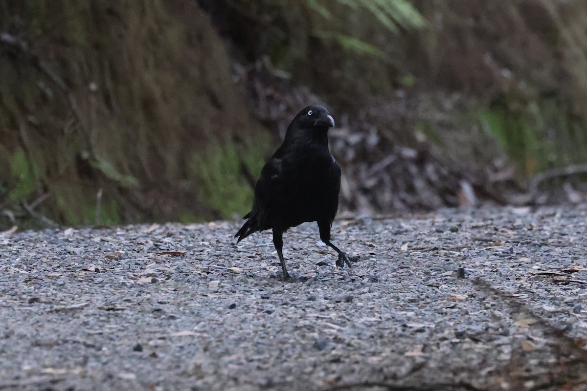 Forest Raven - ML631454810