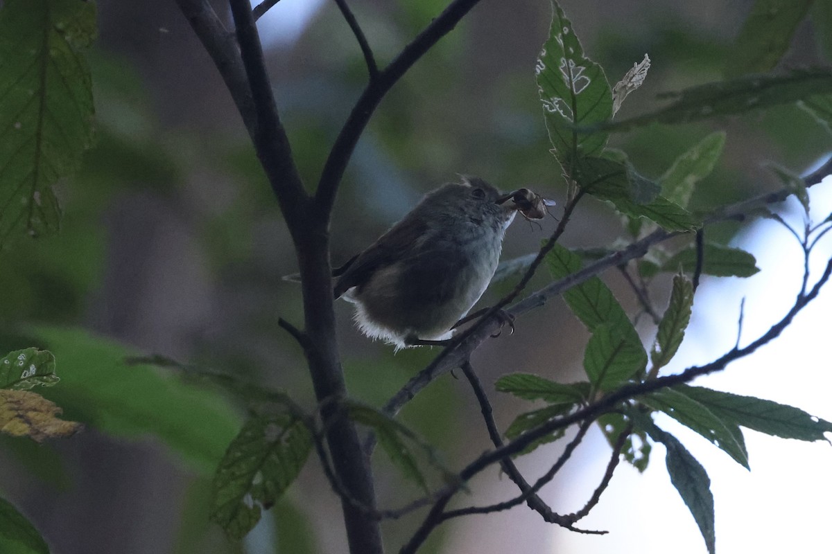 Brown Thornbill - ML631454819