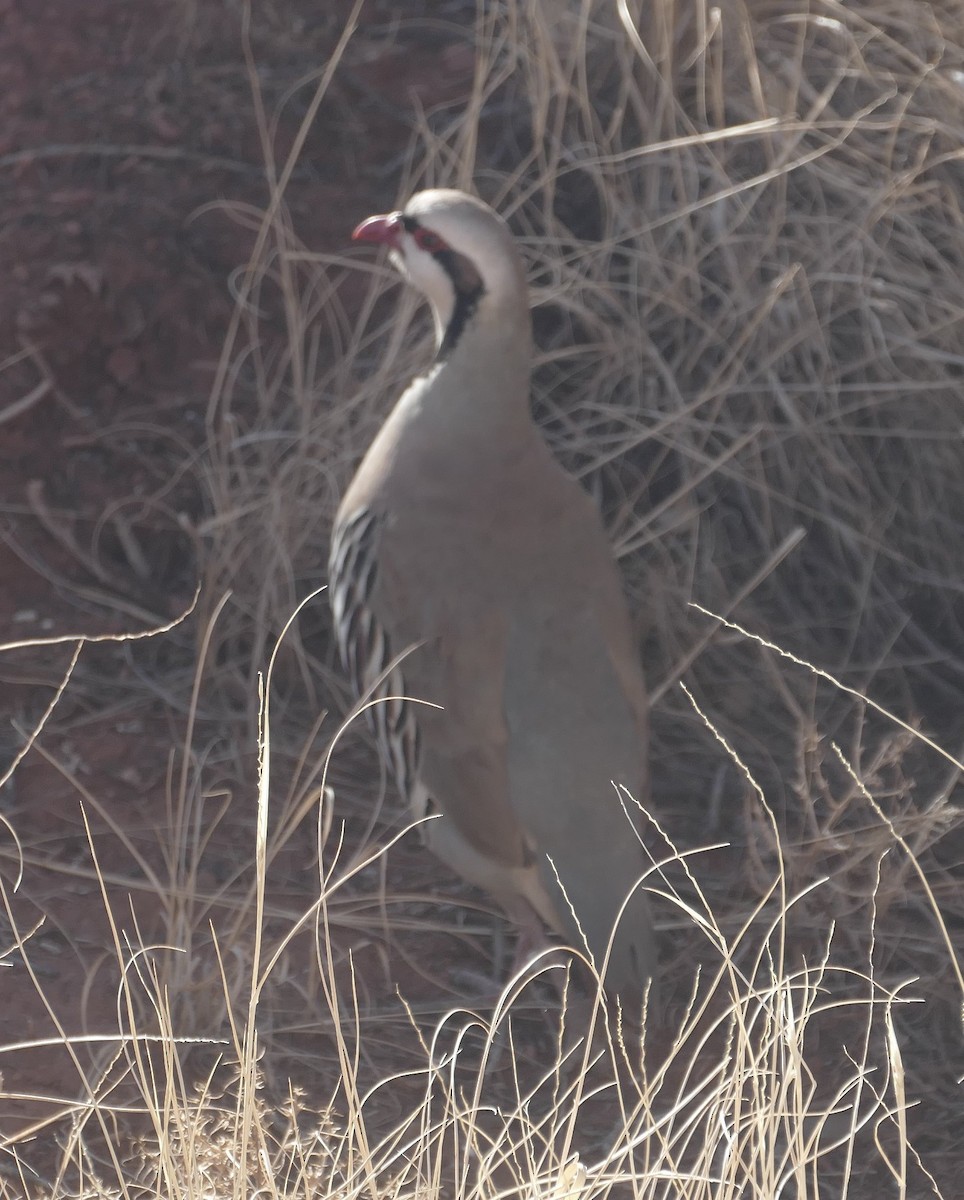 Chukar - ML631454827