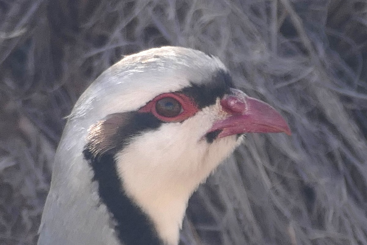 Chukar - ML631454829