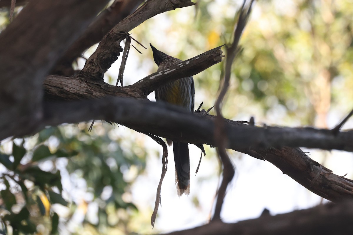 Red Wattlebird - ML631454969