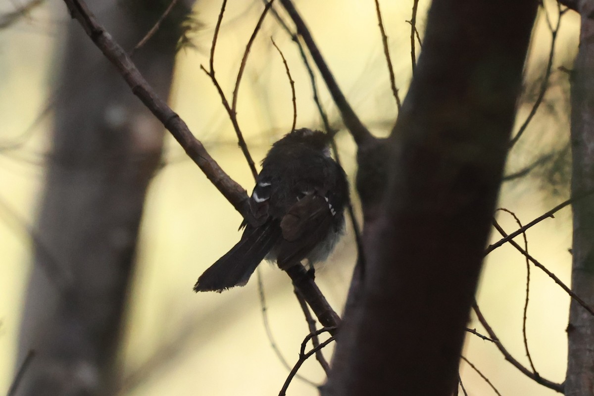 Gray Fantail - ML631454982