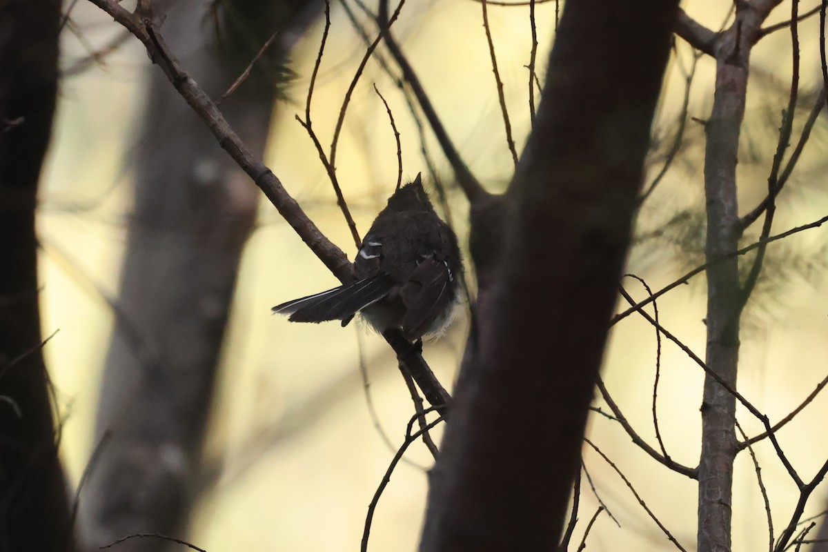 Gray Fantail - ML631454983