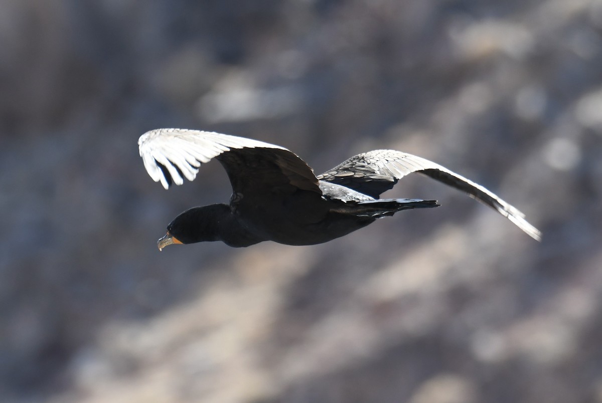 Double-crested Cormorant - ML631454999