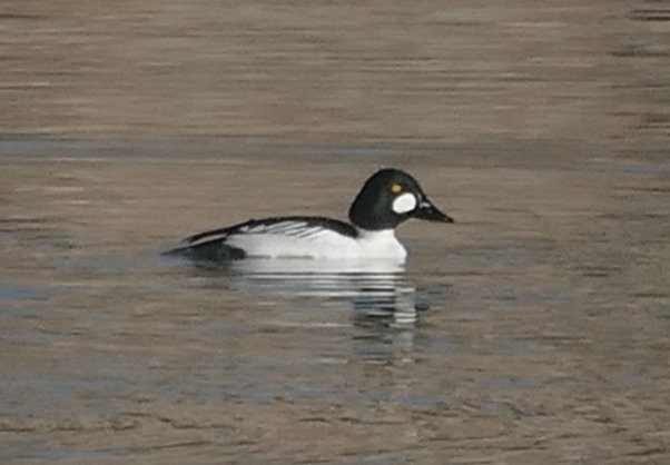 Common Goldeneye - ML631455003