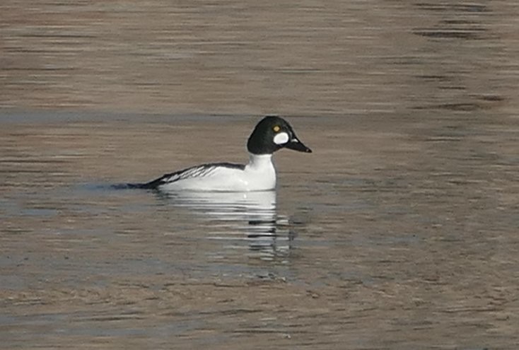 Common Goldeneye - ML631455004