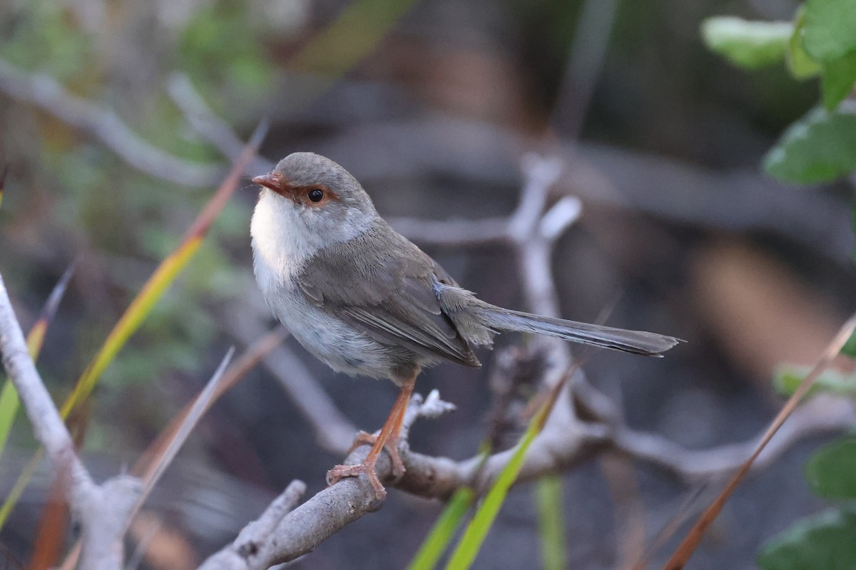 Superb Fairywren - ML631455007