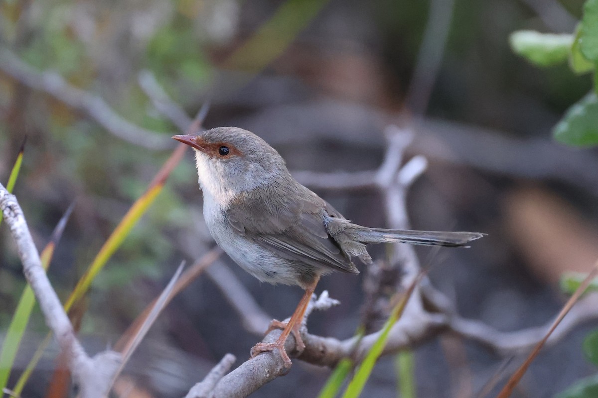 Superb Fairywren - ML631455008