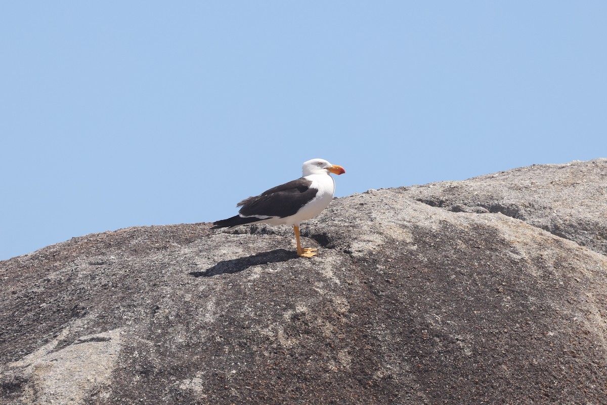 Pacific Gull - ML631455019