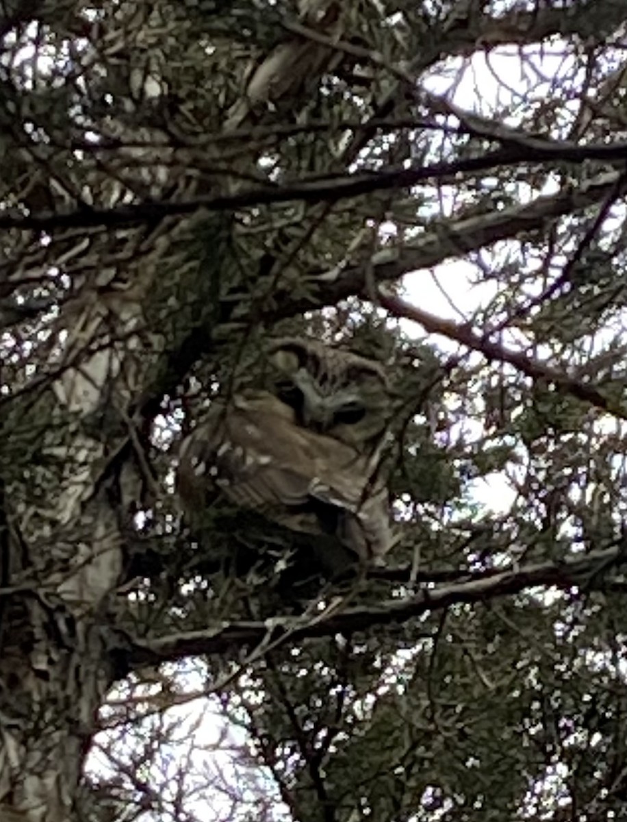 Northern Saw-whet Owl - ML631455091