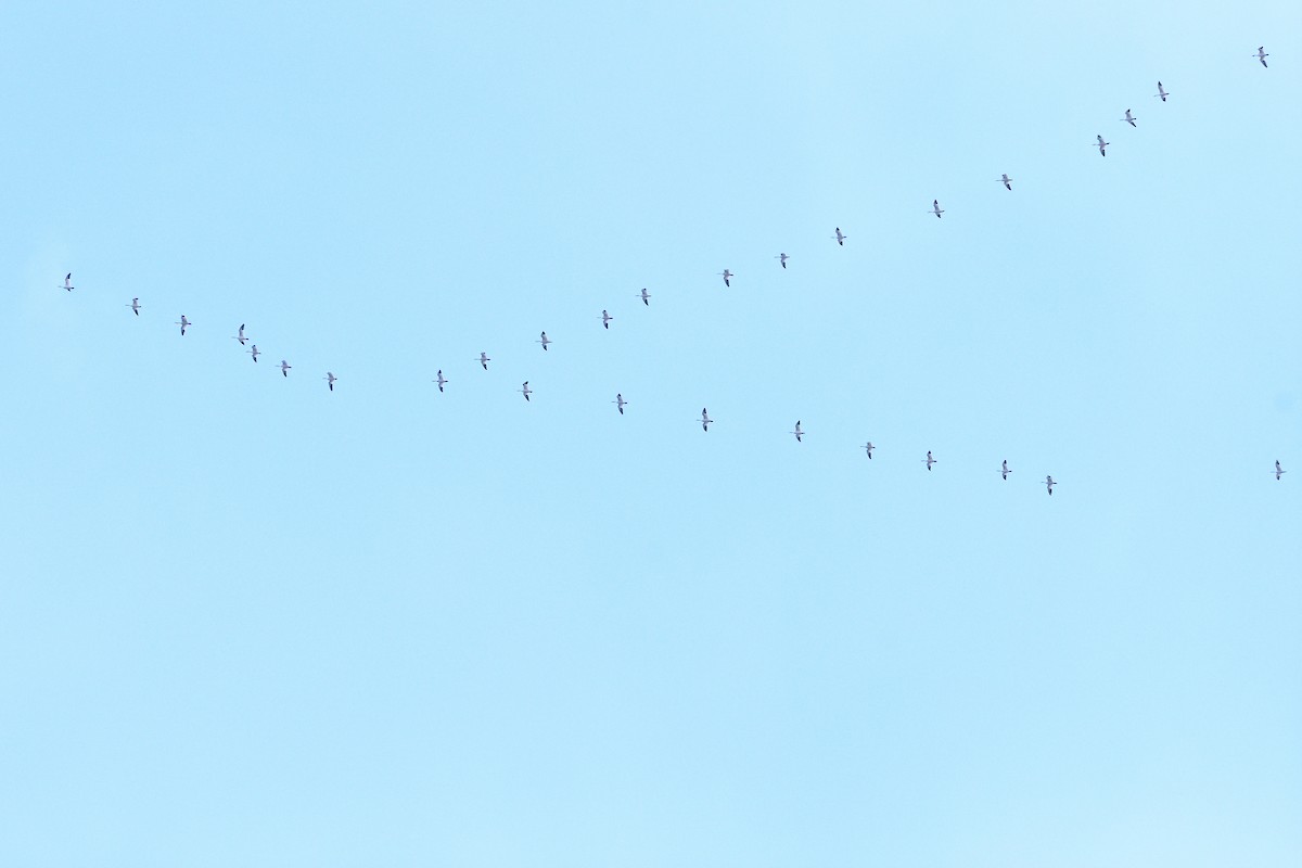 Snow Goose - ML631455151