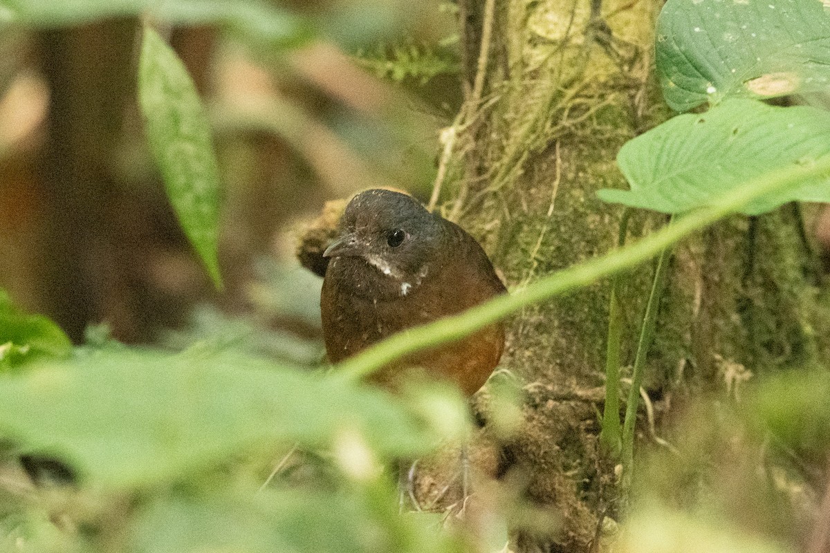 Moustached Antpitta - ML631455154