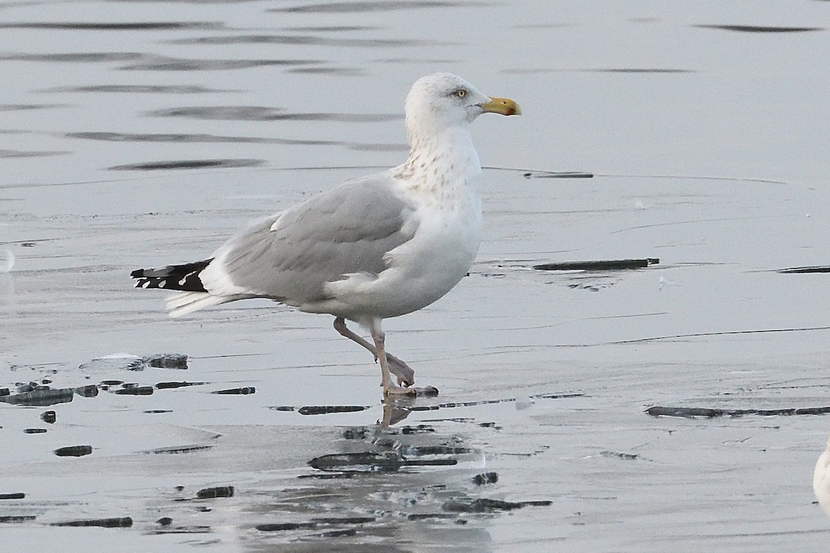 American Herring Gull - ML631455157