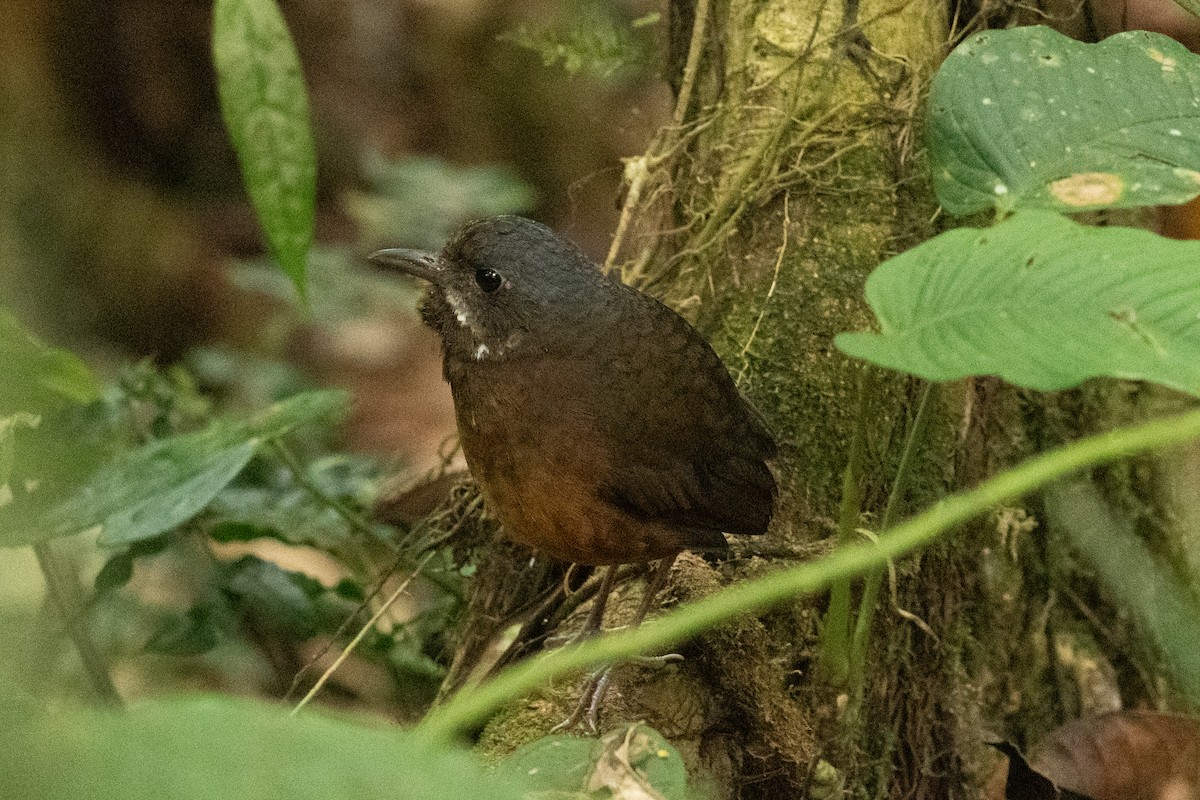 Moustached Antpitta - ML631455158