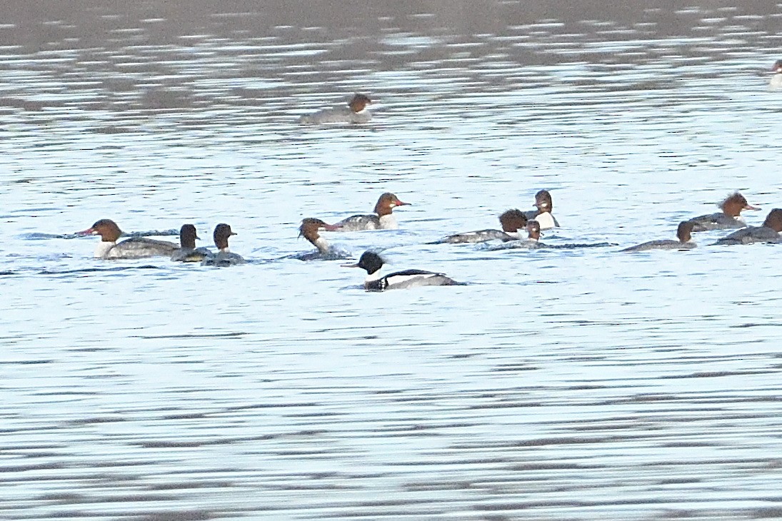 Red-breasted Merganser - ML631455192