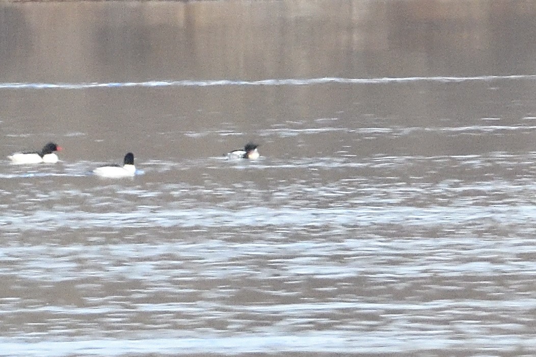 Red-breasted Merganser - ML631455194