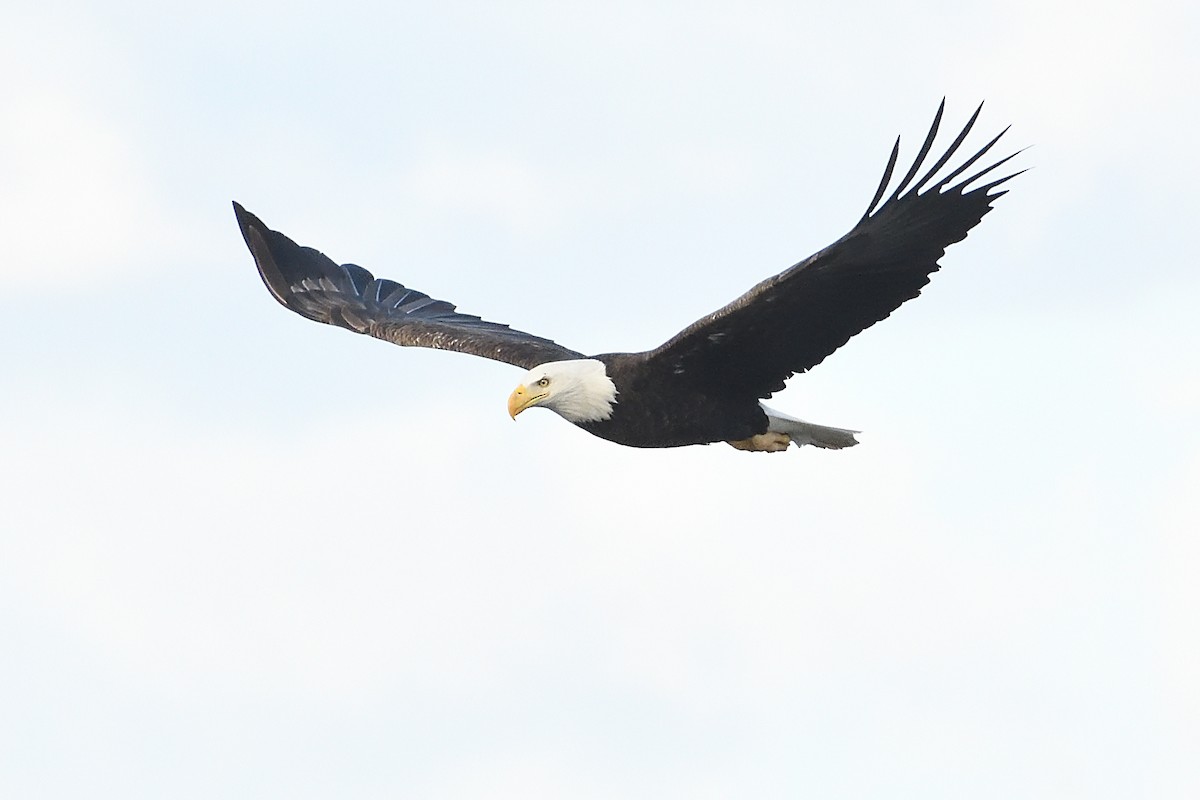 Bald Eagle - ML631455199