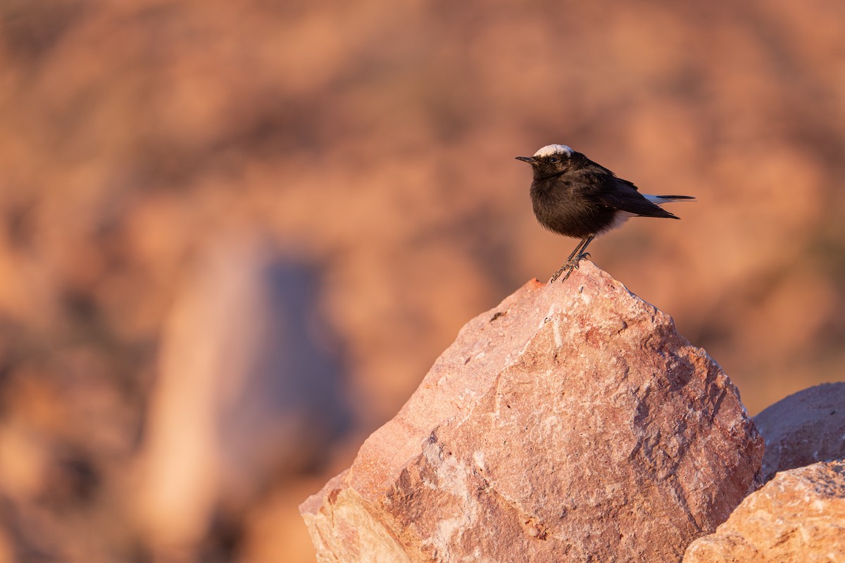 bělořit pustinný - ML631455373