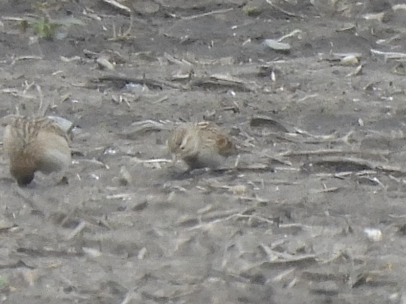 Thick-billed Longspur - ML631455389
