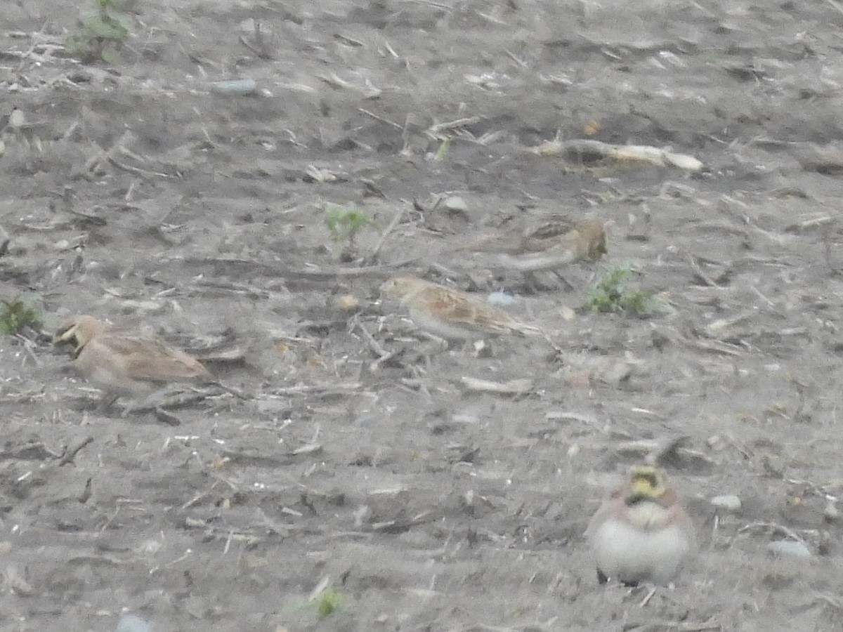 Thick-billed Longspur - ML631455390
