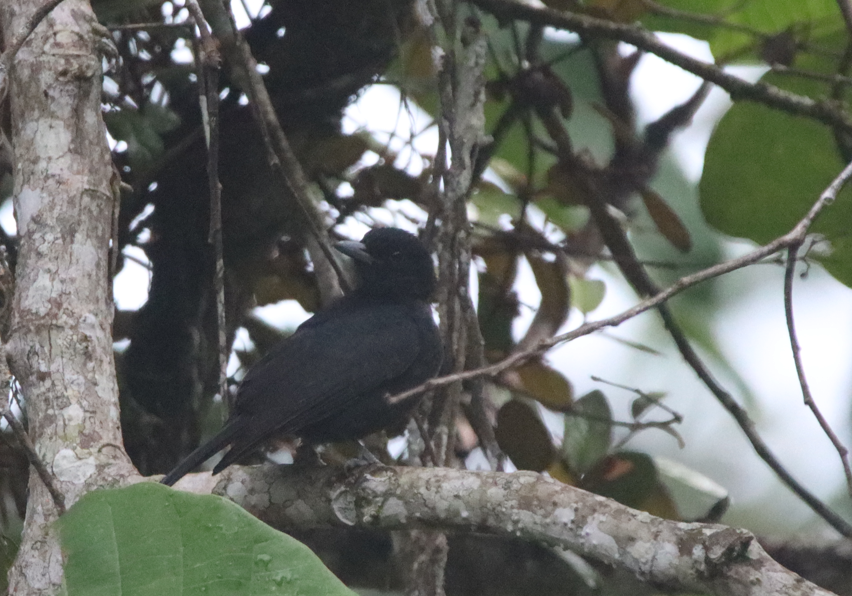 Black-and-crimson Oriole - ML631455413