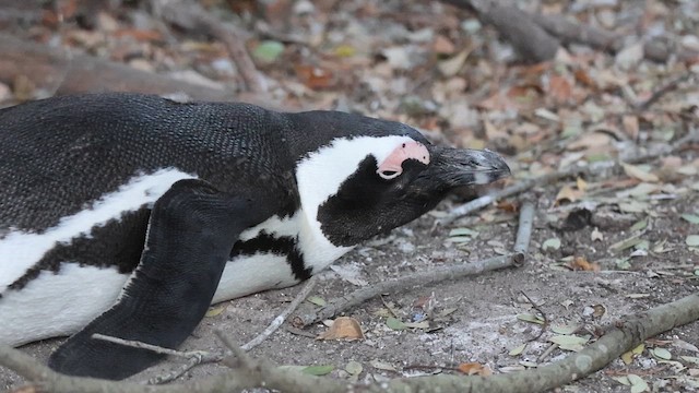 African Penguin - ML631455450