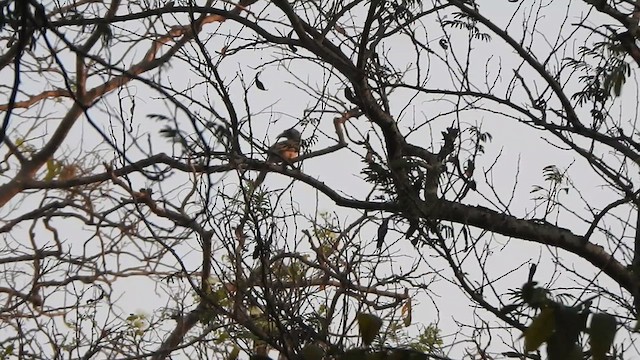 Indian Gray Hornbill - ML631455724