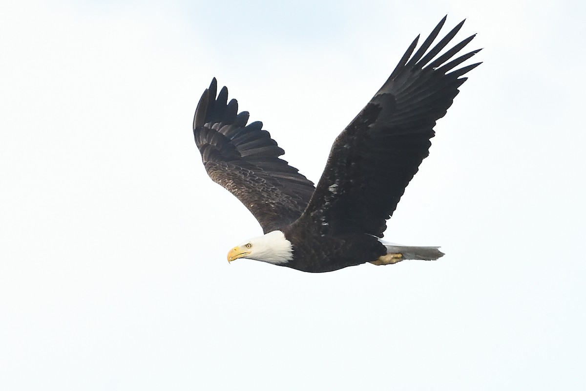 Bald Eagle - ML631455796