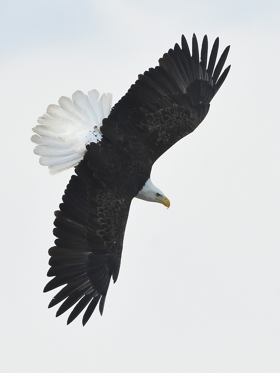 Bald Eagle - ML631455798
