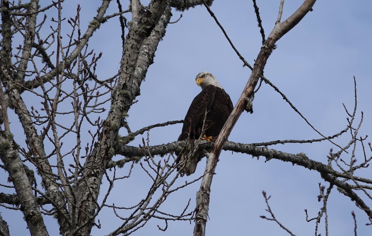 Bald Eagle - ML631455799