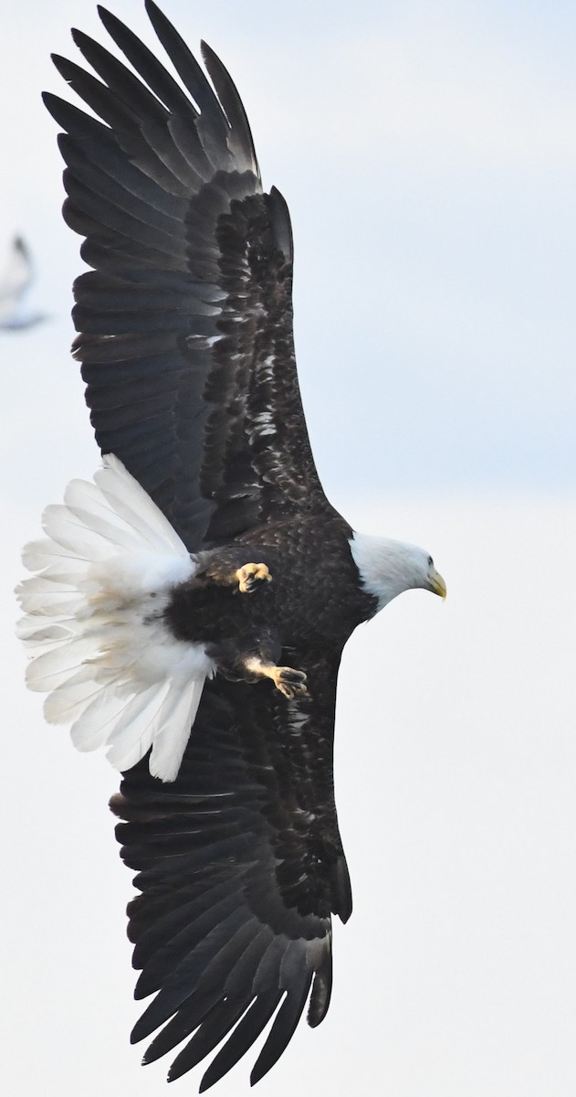 Bald Eagle - ML631455838