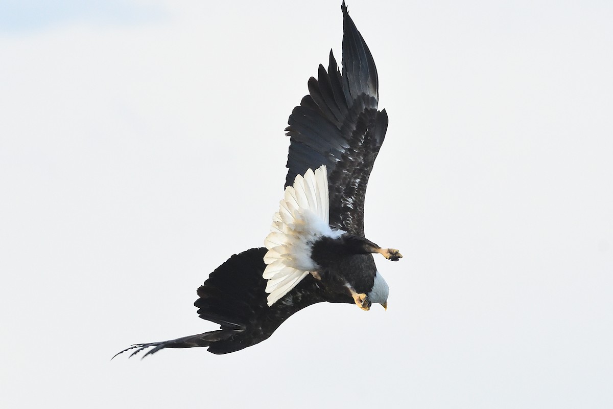 Bald Eagle - ML631455840